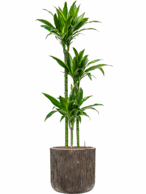 Dracaena Fragrans Arturo In Baq Luxe Lite Universe D 18 H 155 cm - PlantenShop24 - 05-05-2025