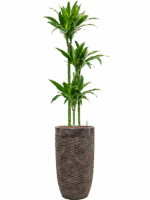 Dracaena Fragrans Arturo In Baq Luxe Lite Universe Layer D 18 H 186 cm - PlantenShop24 - 05-05-2025