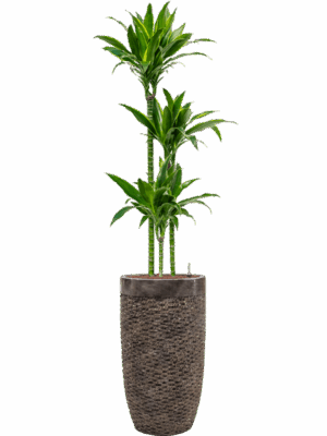 Dracaena Fragrans Arturo In Baq Luxe Lite Universe Layer D 18 H 186 cm - PlantenShop24 - 05-05-2025