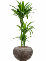 Dracaena Fragrans Arturo In Baq Luxe Lite Universe Waterfa D 15 H 111 cm - PlantenShop24 - 04-05-2025