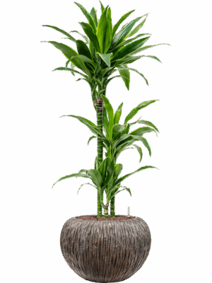 Dracaena Fragrans Arturo In Baq Luxe Lite Universe Waterfa D 15 H 111 cm - PlantenShop24 - 04-05-2025