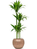 Dracaena Fragrans Arturo In Baq Opus Hammered D 18 H 148 cm - PlantenShop24 - 05-05-2025