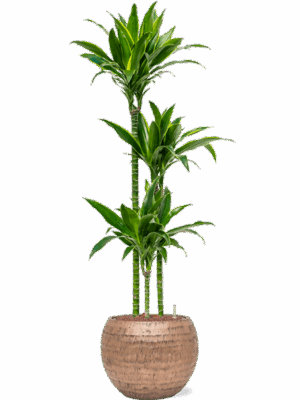 Dracaena Fragrans Arturo In Baq Opus Hammered D 18 H 148 cm - PlantenShop24 - 05-05-2025