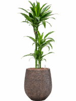 Dracaena Fragrans Arturo In Baq Opus Hit D 15 H 126 cm - PlantenShop24 - 04-05-2025