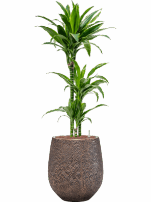 Dracaena Fragrans Arturo In Baq Opus Hit D 15 H 126 cm - PlantenShop24 - 04-05-2025