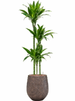 Dracaena Fragrans Arturo In Baq Opus Hit D 18 H 158 cm - PlantenShop24 - 05-05-2025