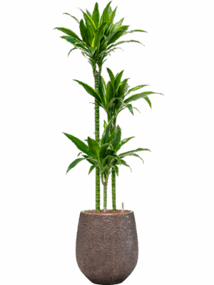 Dracaena Fragrans Arturo In Baq Opus Hit D 18 H 158 cm - PlantenShop24 - 05-05-2025