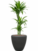 Dracaena Fragrans Arturo In Baq Polystone Plain D 15 H 124 cm - PlantenShop24 - 04-05-2025