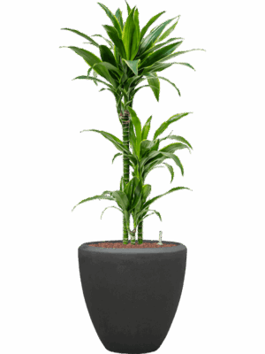 Dracaena Fragrans Arturo In Baq Polystone Plain D 15 H 124 cm - PlantenShop24 - 04-05-2025