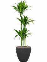 Dracaena Fragrans Arturo In Baq Polystone Plain D 18 H 156 cm - PlantenShop24 - 05-05-2025