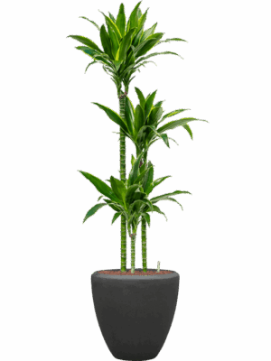 Dracaena Fragrans Arturo In Baq Polystone Plain D 18 H 156 cm - PlantenShop24 - 05-05-2025