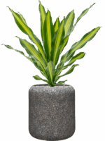 Dracaena Fragrans Burley In Baq Naturescast D 21 H 98 cm - PlantenShop24 - 30-04-2025