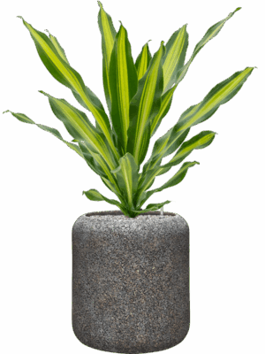 Dracaena Fragrans Burley In Baq Naturescast D 21 H 98 cm - PlantenShop24 - 30-04-2025