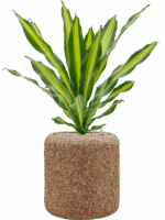 Dracaena Fragrans Burley In Baq Naturescast D 21 H 99 cm - PlantenShop24 - 30-04-2025