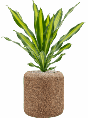 Dracaena Fragrans Burley In Baq Naturescast D 21 H 99 cm - PlantenShop24 - 30-04-2025