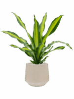 Dracaena Fragrans Burley In Baq Raindrop D 24 H 113 cm - PlantenShop24 - 15-05-2025