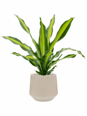Dracaena Fragrans Burley In Baq Raindrop D 24 H 113 cm - PlantenShop24 - 15-05-2025