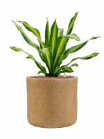 Dracaena Fragrans Burley In Baq Raindrop D 25 H 71 cm - PlantenShop24 - 22-05-2025