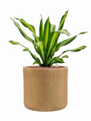 Dracaena Fragrans Burley In Baq Raindrop D 25 H 71 cm - PlantenShop24 - 22-05-2025