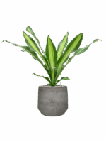 Dracaena Fragrans Burley In Cement & Stone D 21 H 81 cm - PlantenShop24 - 14-05-2025