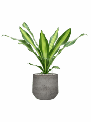 Dracaena Fragrans Burley In Cement & Stone D 21 H 81 cm - PlantenShop24 - 14-05-2025