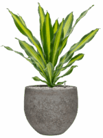 Dracaena Fragrans Burley In Cement & Stone D 21 H 94 cm - PlantenShop24 - 30-04-2025
