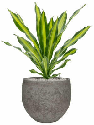Dracaena Fragrans Burley In Cement & Stone D 21 H 94 cm - PlantenShop24 - 30-04-2025