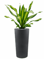 Dracaena Fragrans Burley In Grigio D 25 H 130 cm - PlantenShop24 - 22-05-2025
