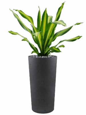 Dracaena Fragrans Burley In Grigio D 25 H 130 cm - PlantenShop24 - 22-05-2025