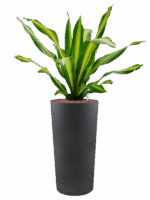Dracaena Fragrans Burley In Grigio D 25 H 130 cm - PlantenShop24 - 22-05-2025