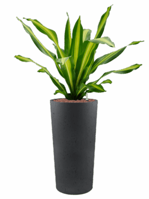 Dracaena Fragrans Burley In Grigio D 25 H 130 cm - PlantenShop24 - 22-05-2025