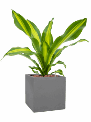 Dracaena Fragrans Burley In Natural D 15 H 53 cm - PlantenShop24 - 30-04-2025