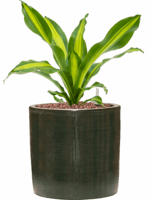 Dracaena Fragrans Burley In Plain Striped D 15 H 39 cm - PlantenShop24 - 15-05-2025