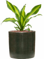 Dracaena Fragrans Burley In Plain Striped D 15 H 39 cm - PlantenShop24 - 30-04-2025
