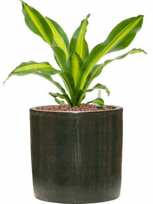 Dracaena Fragrans Burley In Plain Striped D 15 H 39 cm - PlantenShop24 - 30-04-2025
