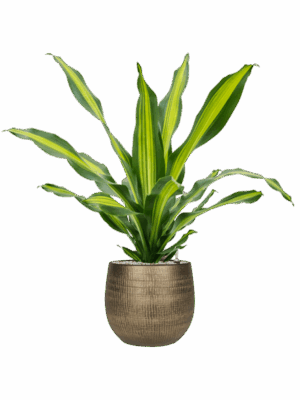 Dracaena Fragrans Burley In Ryan D 24 H 109 cm - PlantenShop24 - 17-05-2025