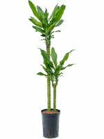 Dracaena Fragrans Burundii D 15 H 95 cm - PlantenShop24 - 07-05-2025