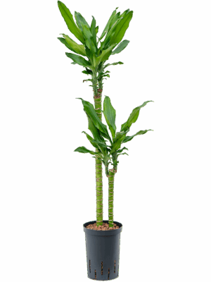 Dracaena Fragrans Burundii D 15 H 95 cm - PlantenShop24 - 07-05-2025