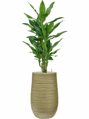 Dracaena Fragrans Burundii In Baq Dune D 19 H 100 cm - PlantenShop24 - 06-05-2025