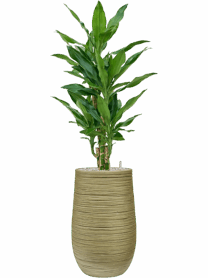Dracaena Fragrans Burundii In Baq Dune D 19 H 100 cm - PlantenShop24 - 19-05-2025