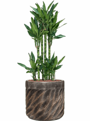 Dracaena Fragrans Burundii In Baq Luxe Lite Universe Wave D 25 H 112 cm - PlantenShop24 - 19-05-2025