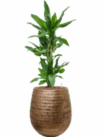 Dracaena Fragrans Burundii In Baq Opus Hammered D 18 H 113 cm - PlantenShop24 - 05-05-2025