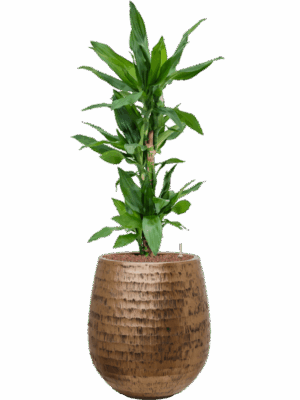 Dracaena Fragrans Burundii In Baq Opus Hammered D 18 H 113 cm - PlantenShop24 - 05-05-2025