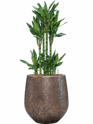 Dracaena Fragrans Burundii In Baq Opus Hit D 25 H 121 cm - PlantenShop24 - 19-05-2025