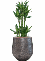 Dracaena Fragrans Burundii In Baq Opus Hit D 25 H 121 cm - PlantenShop24 - 19-05-2025