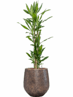 Dracaena Fragrans Burundii In Baq Opus Hit D 27 H 162 cm - PlantenShop24 - 09-05-2025