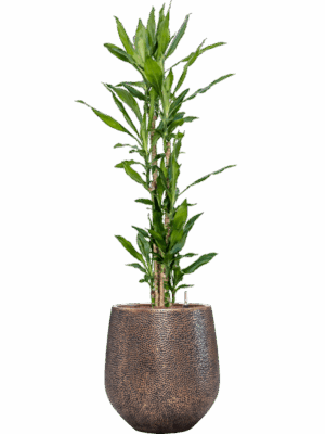 Dracaena Fragrans Burundii In Baq Opus Hit D 27 H 162 cm - PlantenShop24 - 09-05-2025