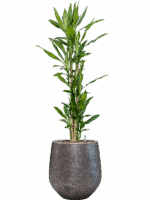 Dracaena Fragrans Burundii In Baq Opus Hit D 27 H 162 cm - PlantenShop24 - 09-05-2025
