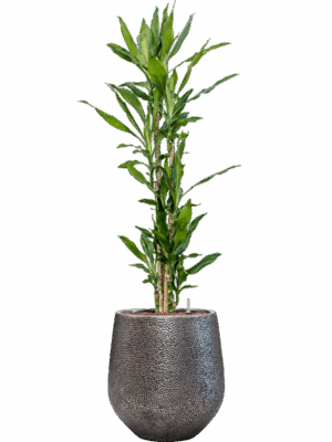 Dracaena Fragrans Burundii In Baq Opus Hit D 27 H 162 cm - PlantenShop24 - 09-05-2025
