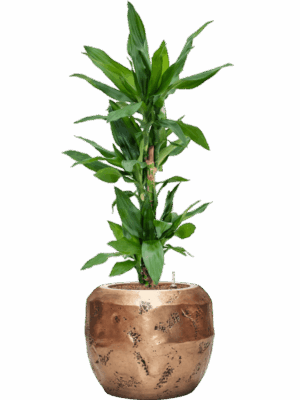 Dracaena Fragrans Burundii In Baq Opus Raw D 18 H 101 cm - PlantenShop24 - 05-05-2025